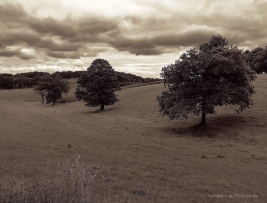 Trois arbres dans la prairie. Bretagne.