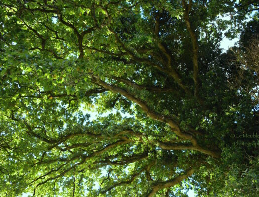 Branches chêne. Bretagne.