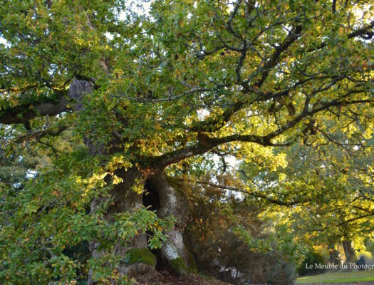 Chêne. Arbre remarquable. Bretagne.